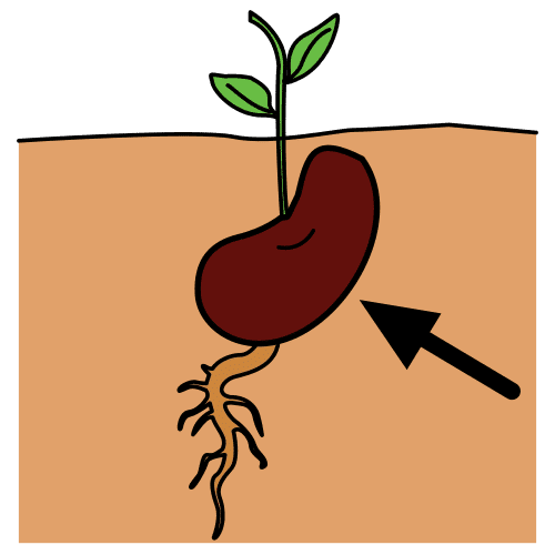 O crescimento da planta
