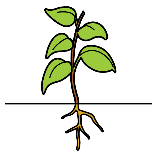 Una planta alta